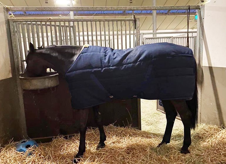 Horse Turnout Rug Fleece Filling Detachable 