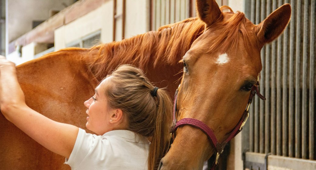 The Complete Guide to Equine Daily Care: Science-Backed Routines for Optimal Health and Performance