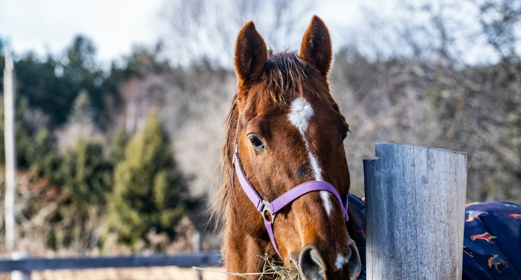 Equine Nutrition Guide: Optimal Dietary Practices and Forbidden Foods for Horse