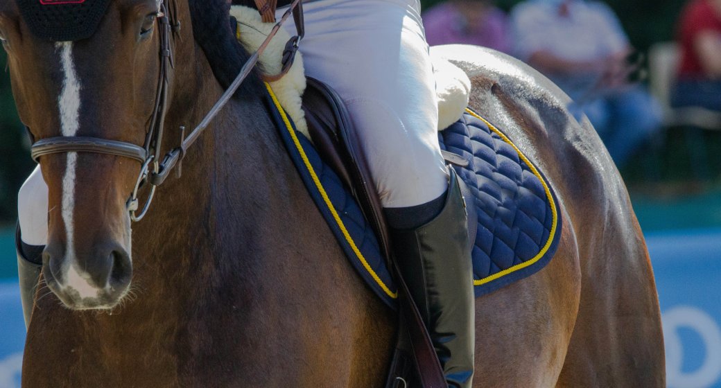 5 Foundational Pillars for Horse Training: A Guide for Equestrians of All Levels