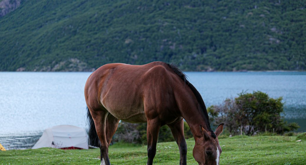 The Art of Naming Your Equine Partner
