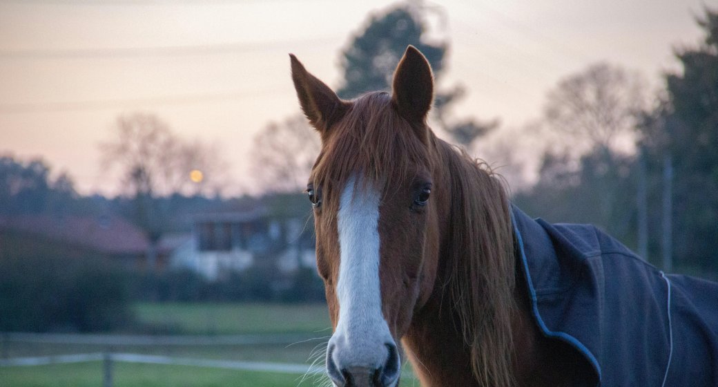 Different Types of Horse Rugs and Applications