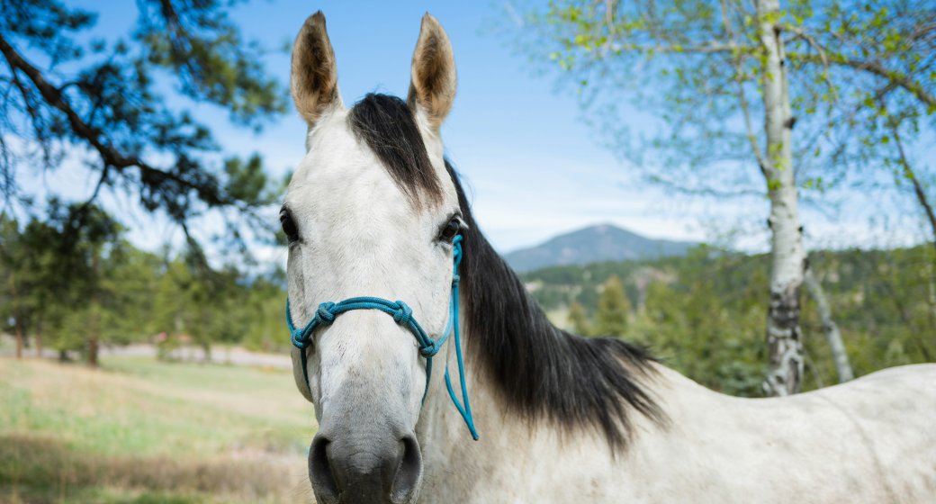Different Types of Horse Halters and Their Practical Uses