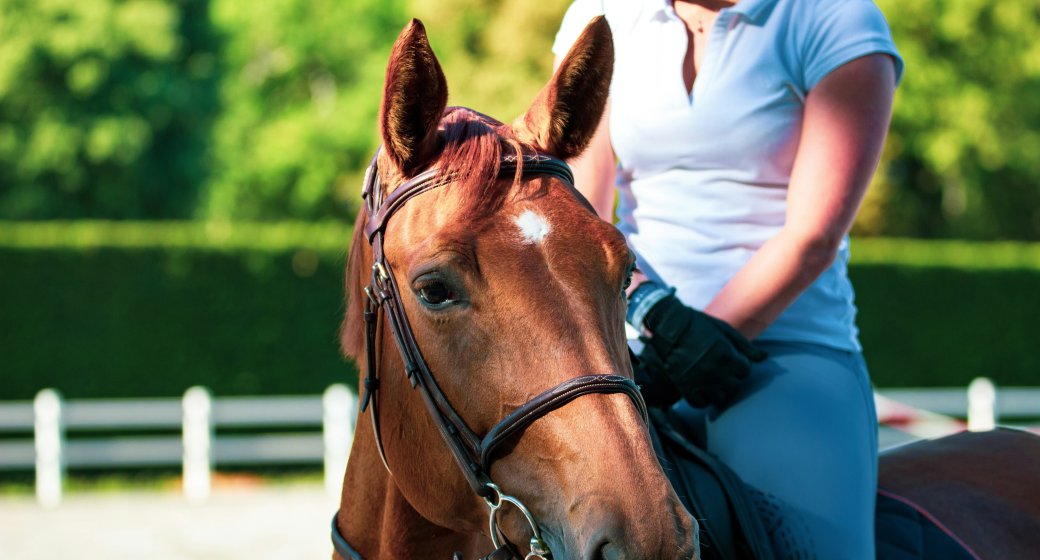 A Practical Guide to Daily Inspection and Maintenance of Equestrian Hardware