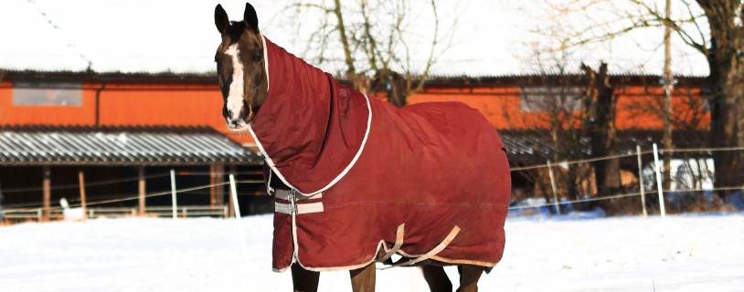 Horse Rug